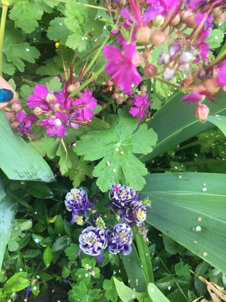 D5EEF51F-397C-4B89-A409-EAE4CFBCF4BC - Caldaruse 2019