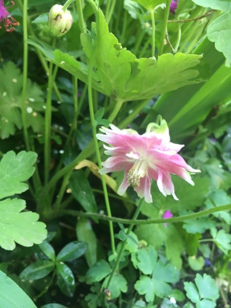 C4F7C7E1-B60B-4020-8B7C-DBA2681C5F5F - Caldaruse 2019