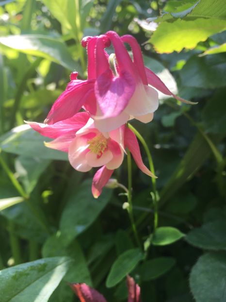 9764EA88-52FD-4B23-A9BA-83600688F0CB - Caldaruse 2019