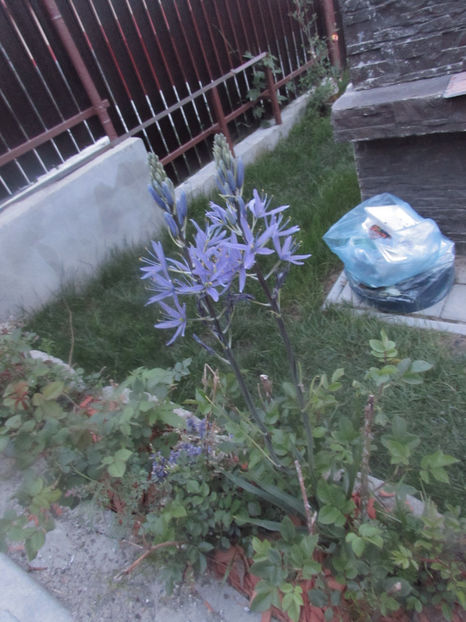  - A A Flori de gradina 1