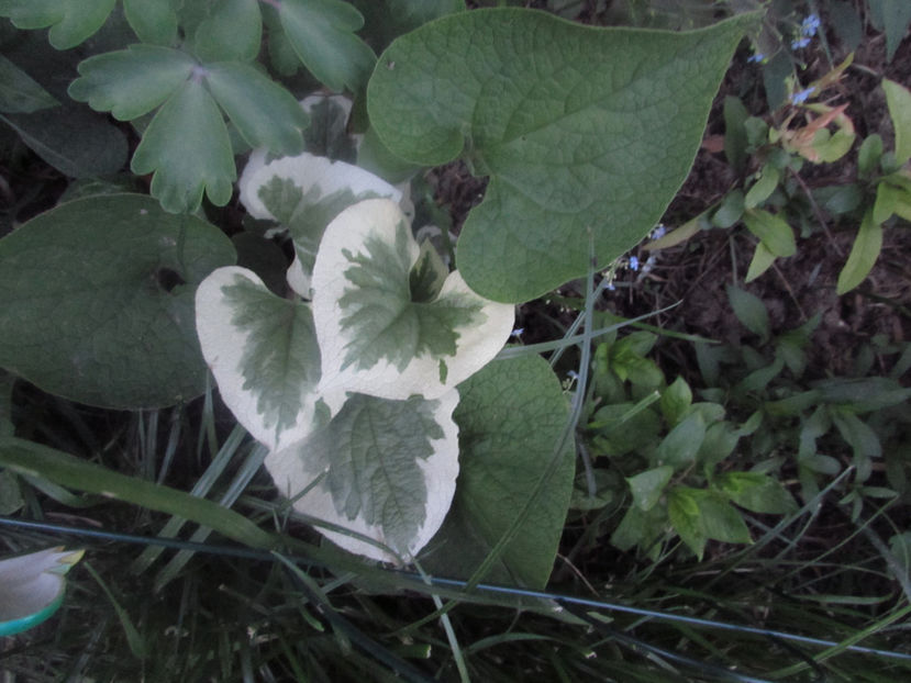  - A A Flori de gradina 1