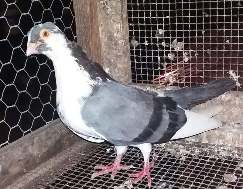  - 4-Jucatori de Galati