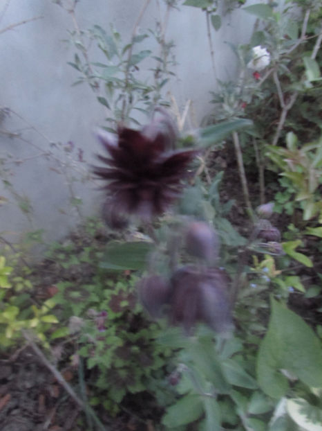  - A A Flori de gradina 1