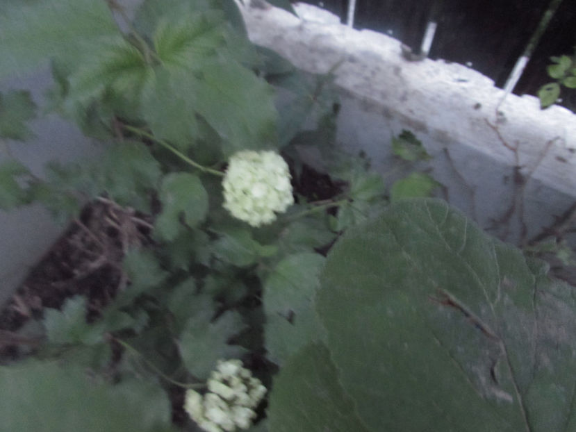  - A A Flori de gradina 1