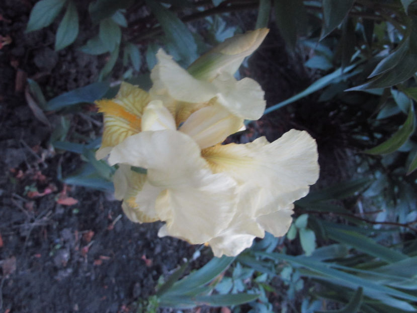  - A A Flori de gradina 1