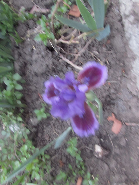  - A A Flori de gradina 1