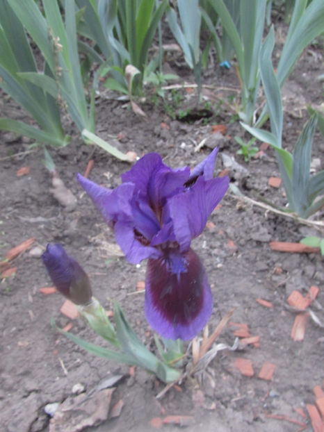  - A A Flori de gradina 1