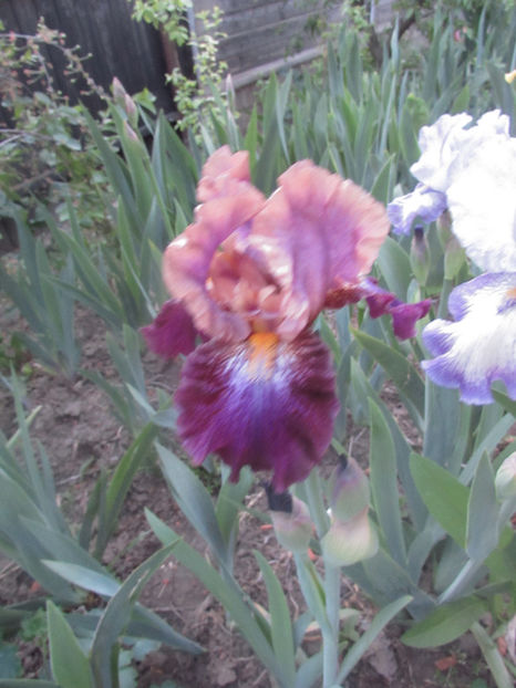  - A A Flori de gradina 1