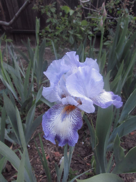  - A A Flori de gradina 1