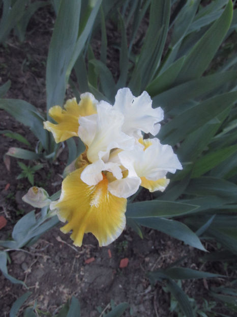  - A A Flori de gradina 1