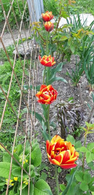  - Simfonia Lalelelor 2019