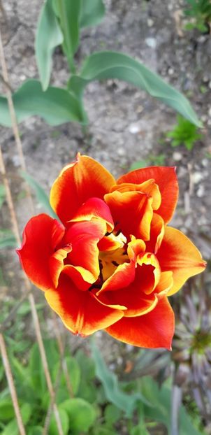  - Simfonia Lalelelor 2019