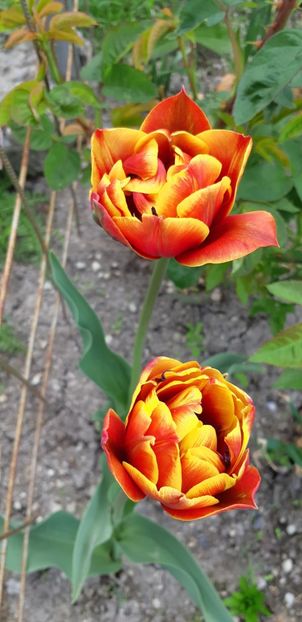  - Simfonia Lalelelor 2019