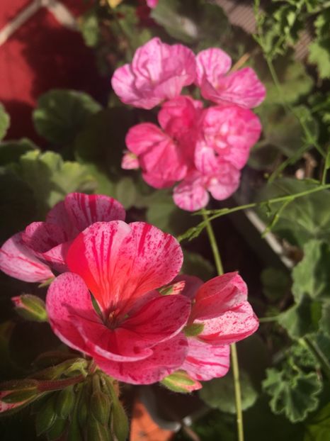 8E325DD9-0D3F-4D33-9BE8-F0913E775236 - 2019