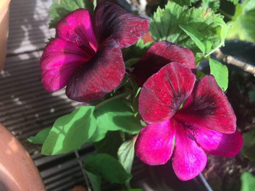 D783FAB3-59FE-46BA-9FCD-6F3E585A2C86 - 2019