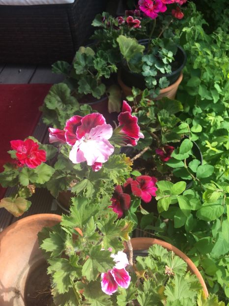 5713D205-4658-4006-B24C-3B866A309E20 - 2019