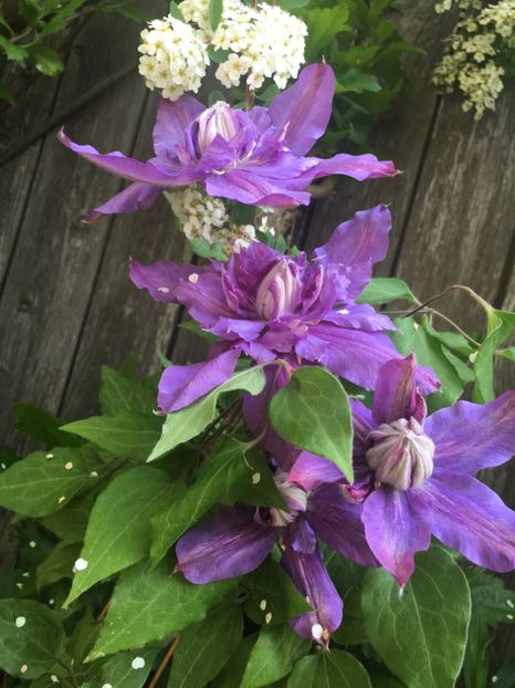 2F9FEB7B-789B-4540-AA98-794E1BAE2C18 - Clematite 2019