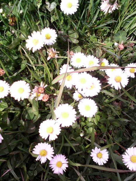  - -BANUTEI - BELLIS PERENNIS