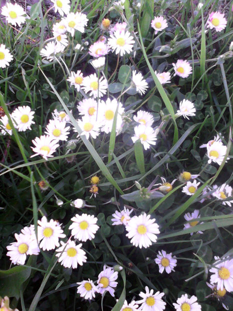  - -BANUTEI - BELLIS PERENNIS