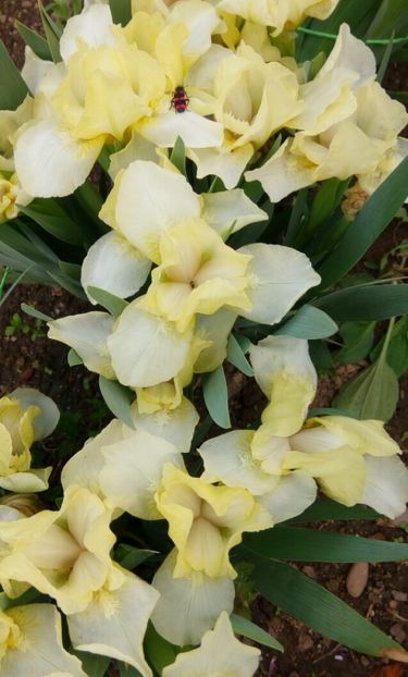  - Colectia mea de irisi pitici in 2019-2020