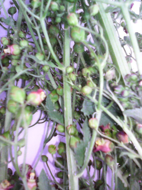  - -BUBERIC - SCROPHULARIA NODOSA