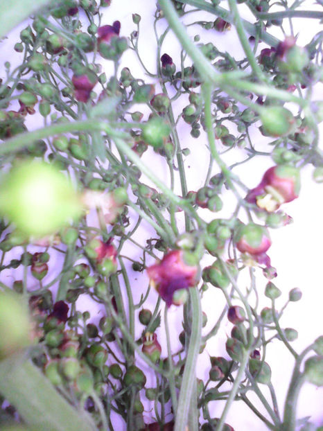  - -BUBERIC - SCROPHULARIA NODOSA