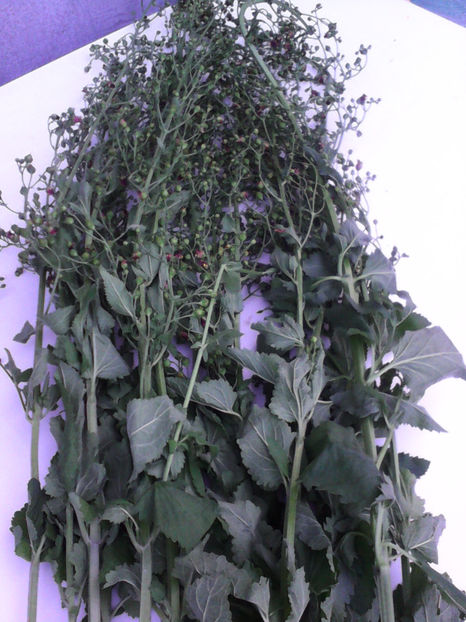  - -BUBERIC - SCROPHULARIA NODOSA