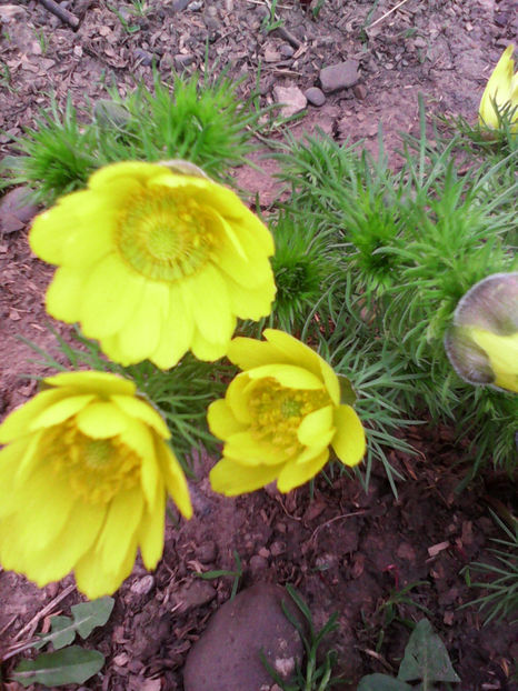  - -RUSCUTA DE PRIMAVARA - ADONIS VERNALIS