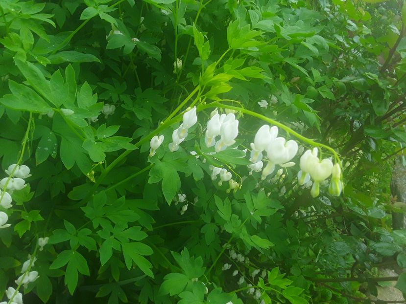  - Dicentra Spectabilis Cerceii Doamnei