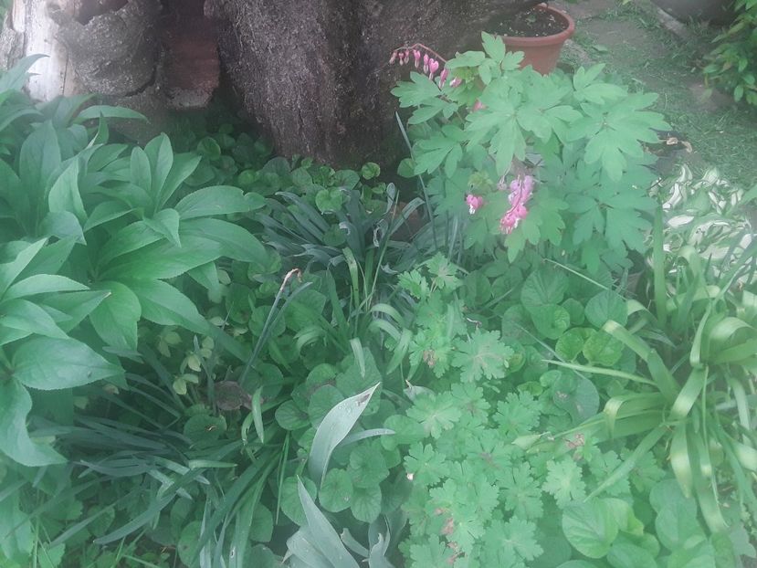  - Dicentra Spectabilis Cerceii Doamnei