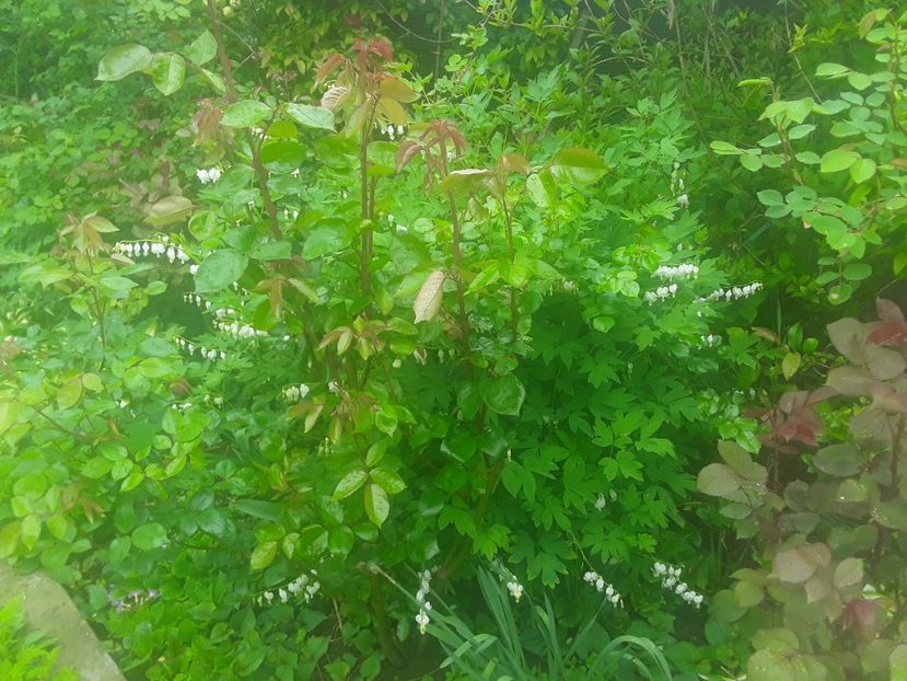  - Dicentra Spectabilis Cerceii Doamnei