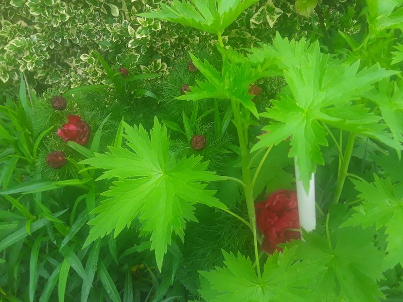  - Bujori de Stepa paeonia tenuifolia rubra plena