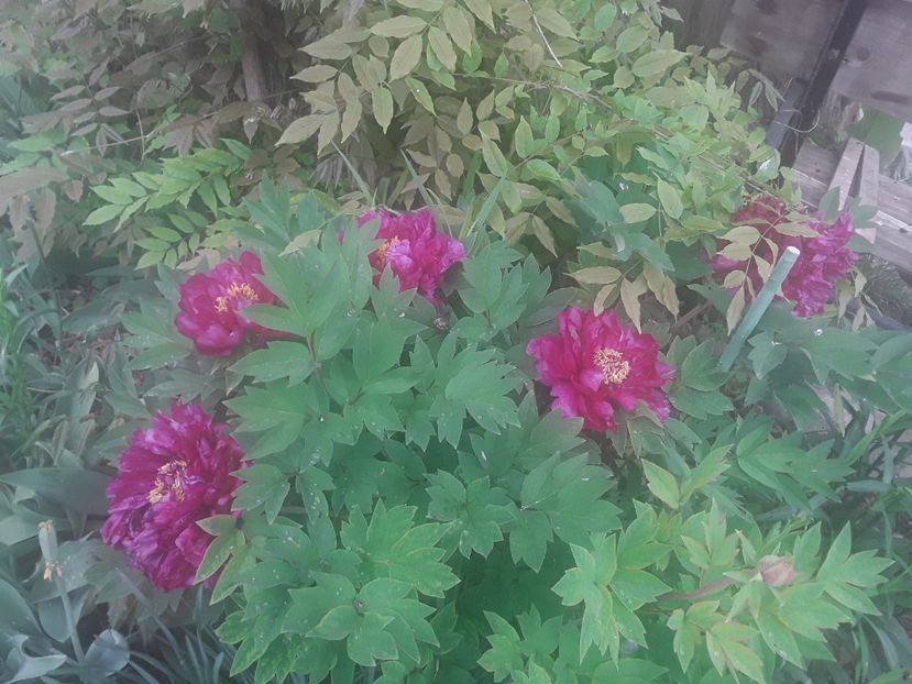  - Bujori 2018 Paeonia Suffruticosa Purple