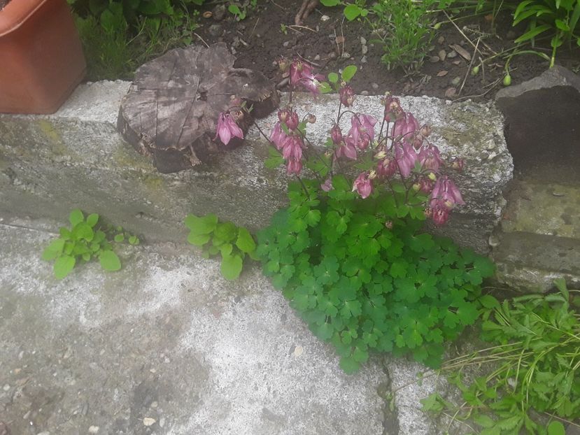  - Caldaruse Columbine
