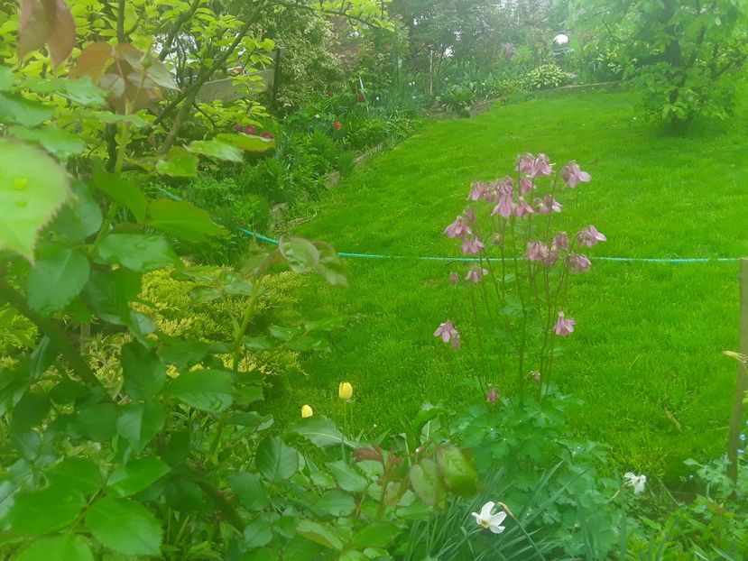  - Caldaruse Columbine