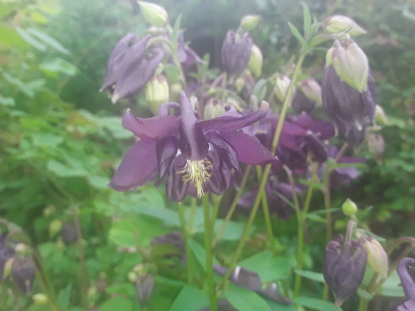  - Caldaruse Columbine
