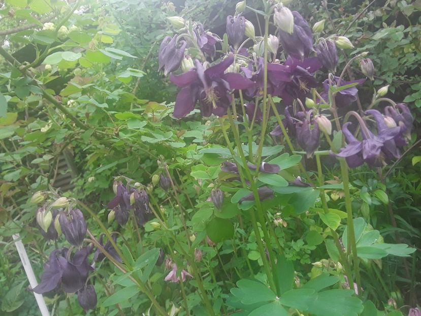  - Caldaruse Columbine