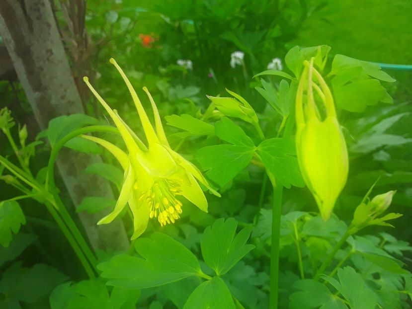  - Caldaruse Columbine