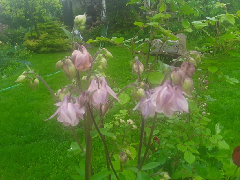 - Caldaruse Columbine