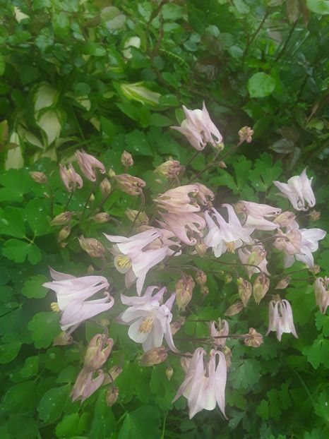  - Caldaruse Columbine