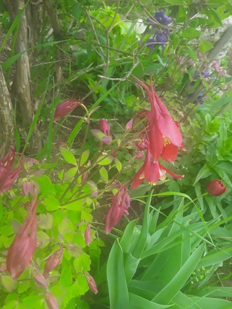  - Caldaruse Columbine