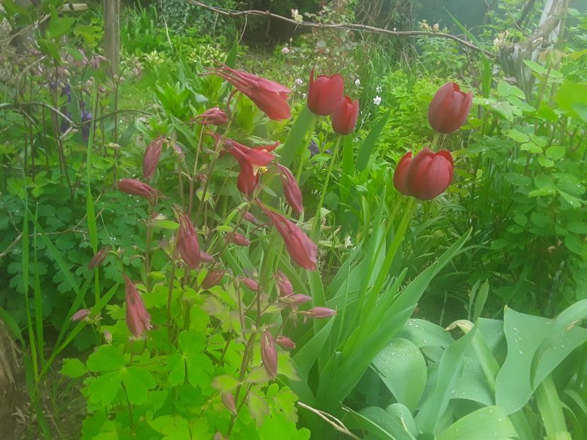  - Caldaruse Columbine