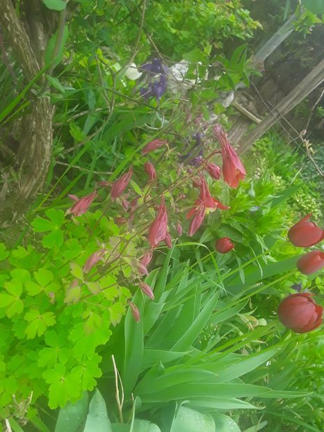  - Caldaruse Columbine