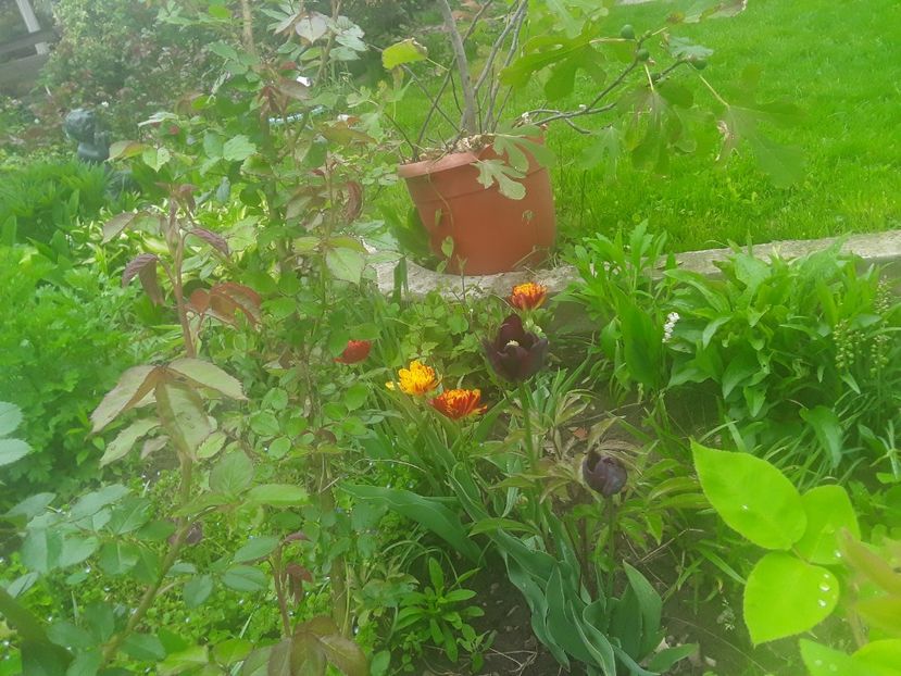  - Caldaruse Columbine