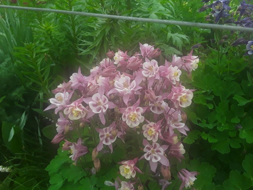  - Caldaruse Columbine