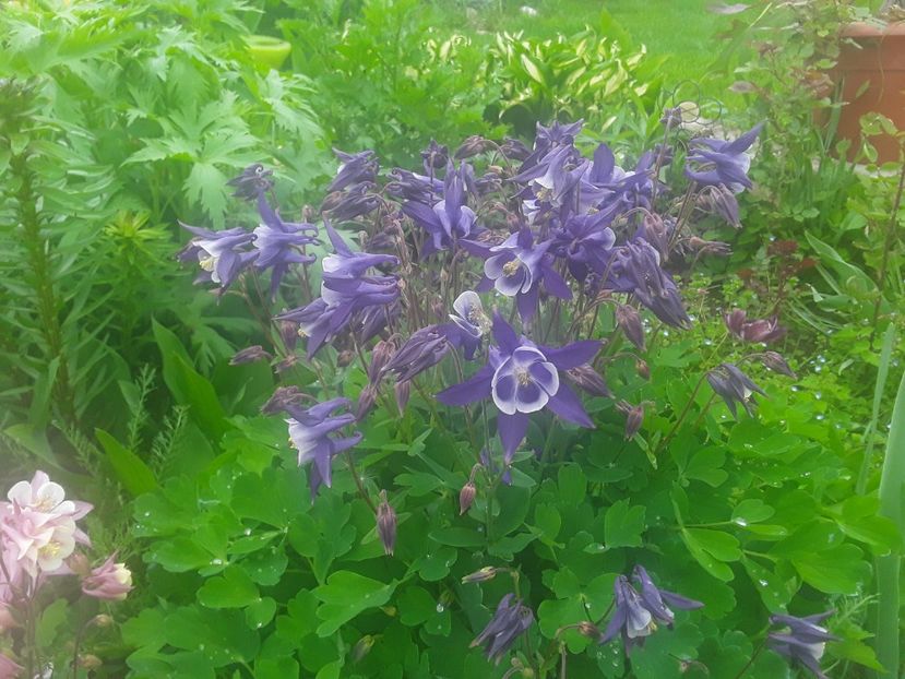  - Caldaruse Columbine