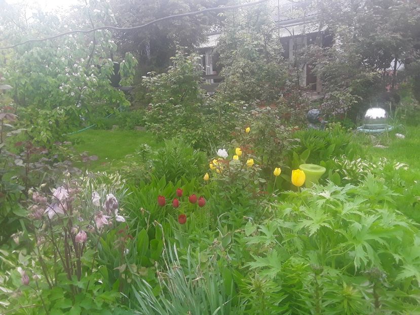  - Caldaruse Columbine