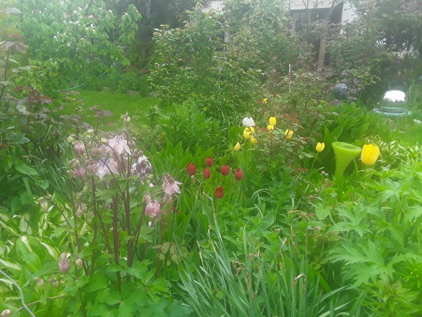  - Caldaruse Columbine