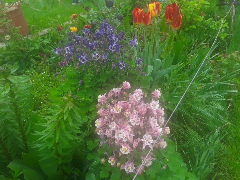  - Caldaruse Columbine