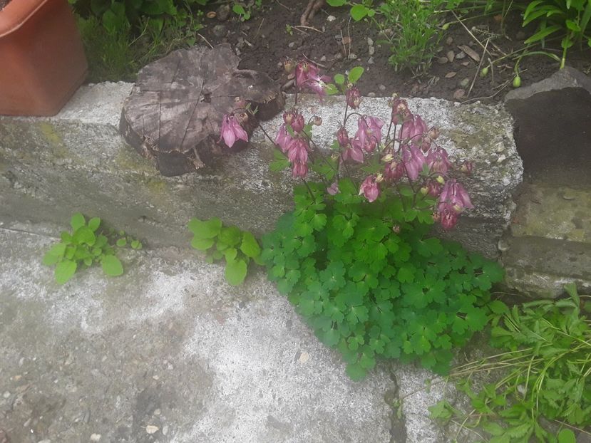 - Gradina 2019